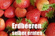 Erdbeerzeit - das Special (Foto. Martin Schmitz)